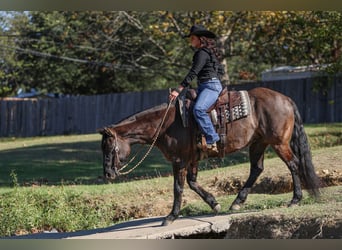 Caballo cuarto de milla, Yegua, 6 años, 152 cm, Grullo