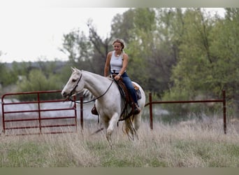 Caballo cuarto de milla, Yegua, 6 años, 152 cm, Palomino