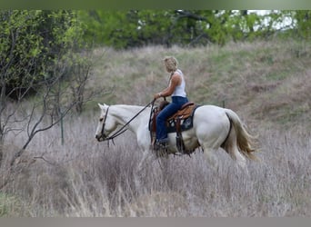Caballo cuarto de milla, Yegua, 6 años, 152 cm, Palomino