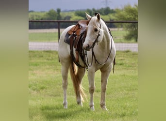 Caballo cuarto de milla, Yegua, 6 años, 152 cm, Palomino