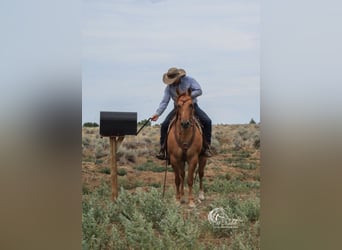 Caballo cuarto de milla, Yegua, 6 años, 152 cm, Red Dun/Cervuno