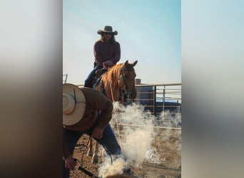 Caballo cuarto de milla, Yegua, 6 años, 152 cm, Red Dun/Cervuno