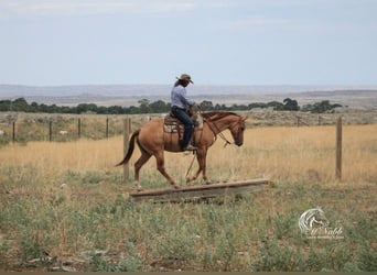 Caballo cuarto de milla, Yegua, 6 años, 152 cm, Red Dun/Cervuno