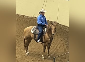 Caballo cuarto de milla, Yegua, 6 años, 152 cm, Red Dun/Cervuno