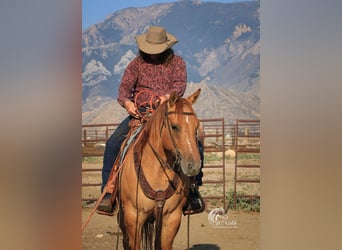 Caballo cuarto de milla, Yegua, 6 años, 152 cm, Red Dun/Cervuno