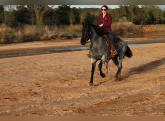 Caballo cuarto de milla, Yegua, 6 años, 152 cm, Ruano azulado