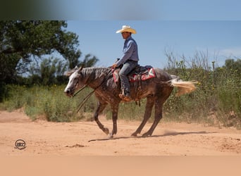 Caballo cuarto de milla, Yegua, 6 años, 152 cm, Tordo