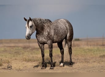 Caballo cuarto de milla, Yegua, 6 años, 152 cm, Tordo