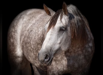 Caballo cuarto de milla, Yegua, 6 años, 152 cm, Tordo