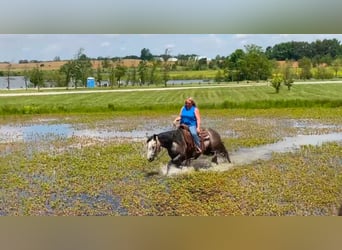 Caballo cuarto de milla, Yegua, 6 años, 152 cm, Tordo