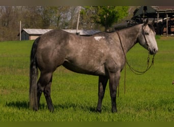 Caballo cuarto de milla, Yegua, 6 años, 152 cm, Tordo