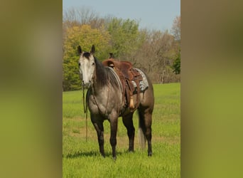 Caballo cuarto de milla, Yegua, 6 años, 152 cm, Tordo