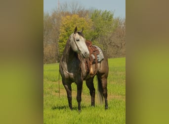 Caballo cuarto de milla, Yegua, 6 años, 152 cm, Tordo