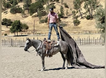 Caballo cuarto de milla, Yegua, 6 años, 152 cm, Tordo rodado