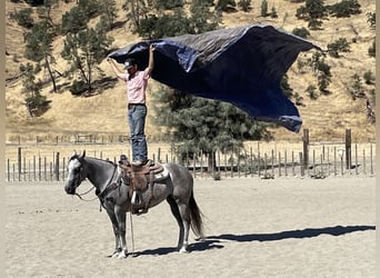 Caballo cuarto de milla, Yegua, 6 años, 152 cm, Tordo rodado