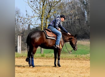 Caballo cuarto de milla, Yegua, 6 años, 153 cm, Castaño oscuro