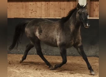 Caballo cuarto de milla, Yegua, 6 años, 153 cm, Grullo