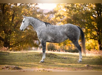 Caballo cuarto de milla, Yegua, 6 años, 153 cm, Tordo