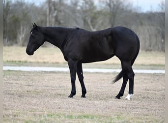 Caballo cuarto de milla, Yegua, 6 años, 155 cm, Negro