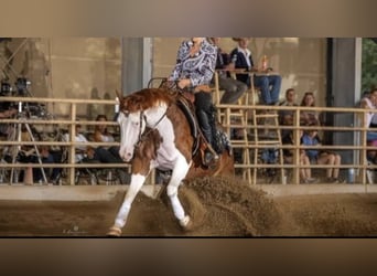 Caballo cuarto de milla, Yegua, 6 años, 155 cm