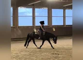 Caballo cuarto de milla, Yegua, 6 años, 156 cm, Castaño