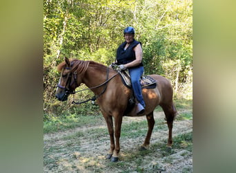 Caballo cuarto de milla, Yegua, 6 años, 156 cm, Red Dun/Cervuno