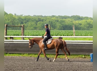 Caballo cuarto de milla Mestizo, Yegua, 6 años, 157 cm, Alazán-tostado
