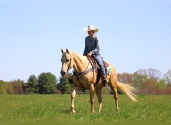Caballo cuarto de milla, Yegua, 6 años, 157 cm, Palomino