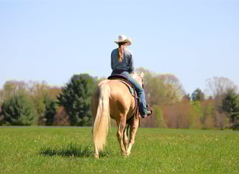 Caballo cuarto de milla, Yegua, 6 años, 157 cm, Palomino