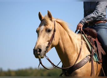 Caballo cuarto de milla, Yegua, 6 años, 157 cm, Palomino