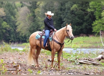Caballo cuarto de milla, Yegua, 6 años, 157 cm, Palomino