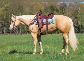 Caballo cuarto de milla, Yegua, 6 años, 157 cm, Palomino