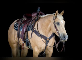 Caballo cuarto de milla, Yegua, 6 años, 157 cm, Palomino