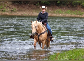 Caballo cuarto de milla, Yegua, 6 años, 157 cm, Palomino