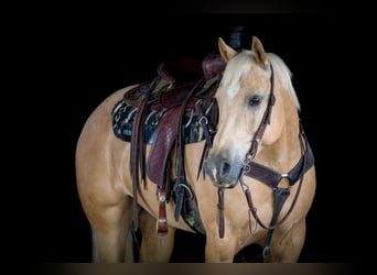 Caballo cuarto de milla, Yegua, 6 años, 157 cm, Palomino