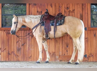 Caballo cuarto de milla, Yegua, 6 años, 157 cm, Palomino