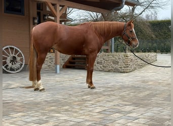 Caballo cuarto de milla, Yegua, 6 años, 158 cm, Alazán