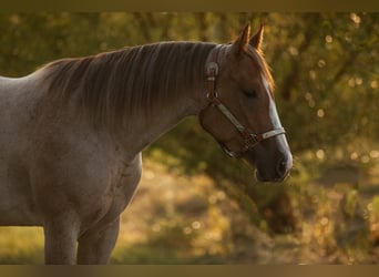 Caballo cuarto de milla, Yegua, 6 años, 160 cm, Ruano alazán