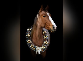 Caballo cuarto de milla, Yegua, 6 años, 160 cm, Ruano alazán