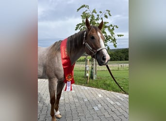 Caballo cuarto de milla, Yegua, 6 años, 160 cm, Ruano alazán