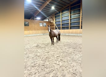 Caballo cuarto de milla, Yegua, 6 años, 160 cm, Ruano alazán