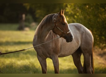 Caballo cuarto de milla, Yegua, 6 años, 160 cm, Ruano alazán