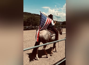 Caballo cuarto de milla, Yegua, 6 años, 160 cm, Ruano alazán