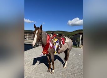 Caballo cuarto de milla, Yegua, 6 años, 160 cm, Ruano alazán