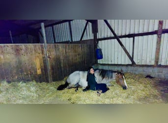 Caballo cuarto de milla, Yegua, 6 años, 160 cm, Ruano alazán