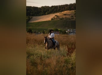 Caballo cuarto de milla, Yegua, 6 años, 160 cm, Ruano alazán