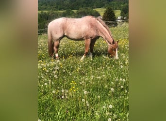 Caballo cuarto de milla, Yegua, 6 años, 163 cm, Ruano alazán