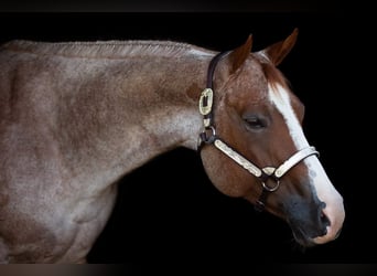 Caballo cuarto de milla, Yegua, 6 años, 163 cm, Ruano alazán