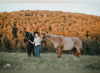 Caballo cuarto de milla, Yegua, 6 años, 163 cm, Ruano alazán