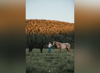 Caballo cuarto de milla, Yegua, 6 años, 163 cm, Ruano alazán